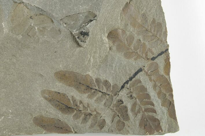 5.3" Pennsylvanian Fossil Fern (Neuropteris) Plate - Kentucky
